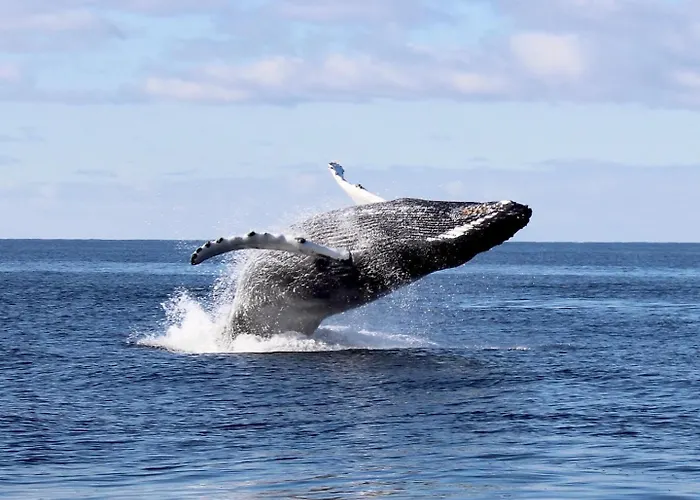 Hotell Northern Light Hotell/camp Steinfjord Berg (Troms)