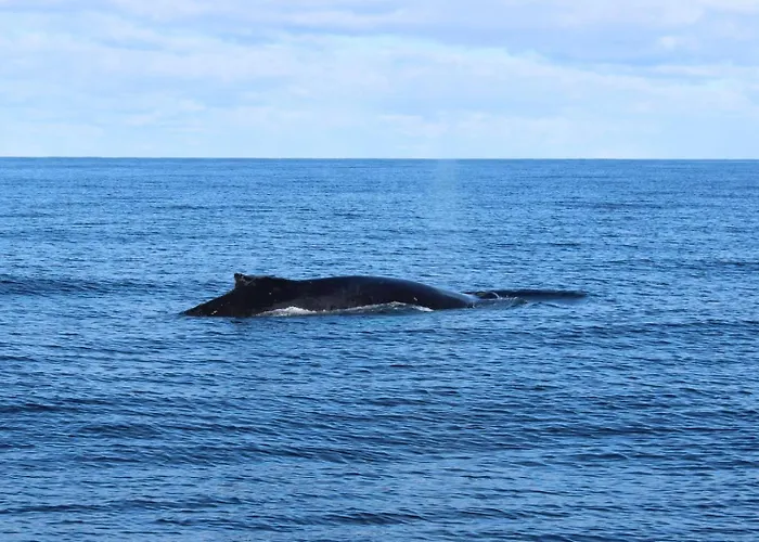 Northern Light Hotell/camp Steinfjord Berg (Troms)