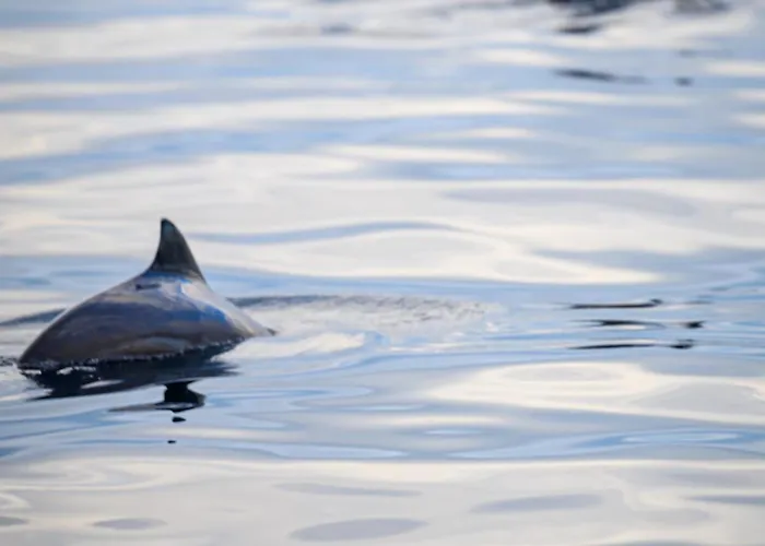 Hotell Northern Light Hotell/camp Steinfjord Berg (Troms)