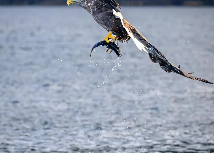 Northern Light Hotell/camp Steinfjord *