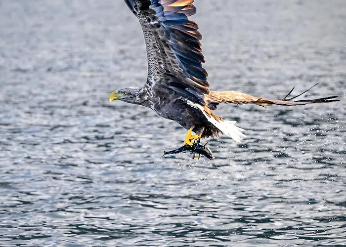 Northern Light Hotell/camp Steinfjord Berg (Troms)