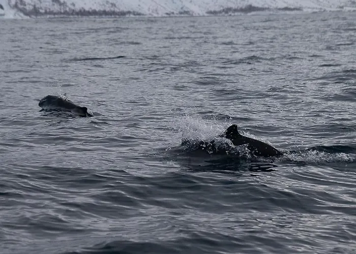 Northern Light Hotell/camp Steinfjord * Berg (Troms)