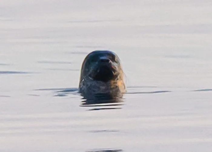 Hotell Northern Light Hotell/camp Steinfjord