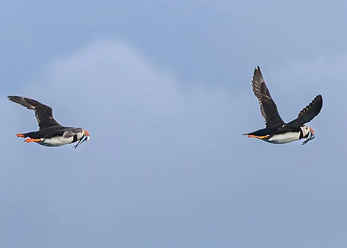 Northern Light Hotell/camp Steinfjord Hotell Berg (Troms)