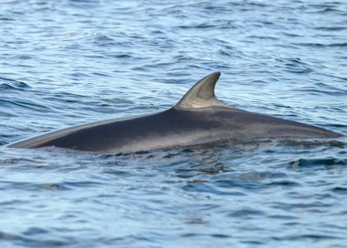 Northern Light Hotell/camp Steinfjord *